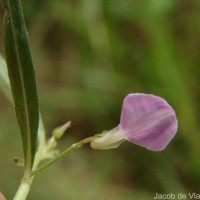 Pigea enneasperma (L.) P.I.Forst.